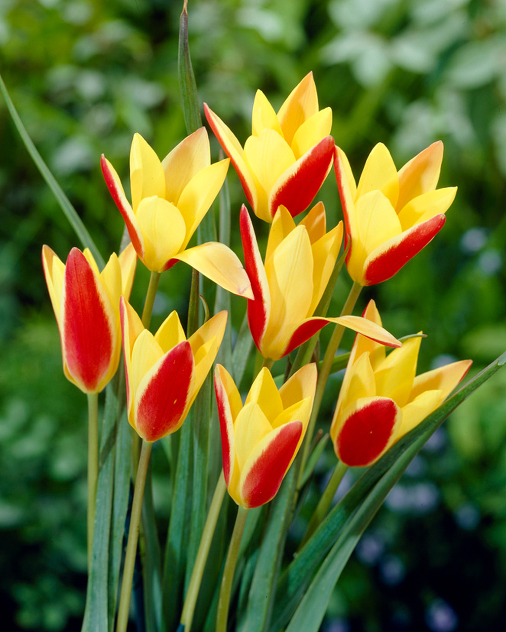 Tulipa clusiana var. chrysantha